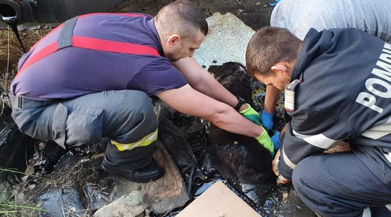 Cățelușă blocată în smoală, salvată de pompieri după o intervenție de patru ore