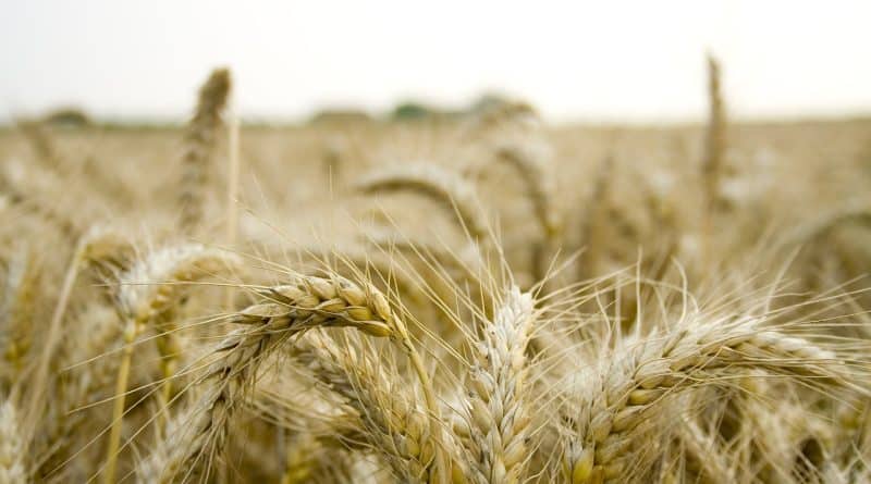 Polonia interzice importurile de cereale și alimente din Ucraina